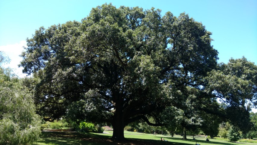 Quercus Ilex plantplacesimage20170107_141200.jpg