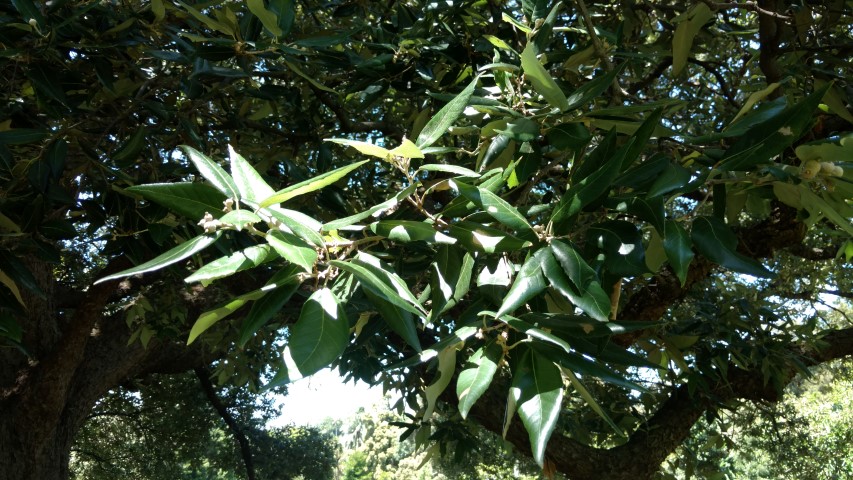 Quercus Ilex plantplacesimage20170107_141218.jpg