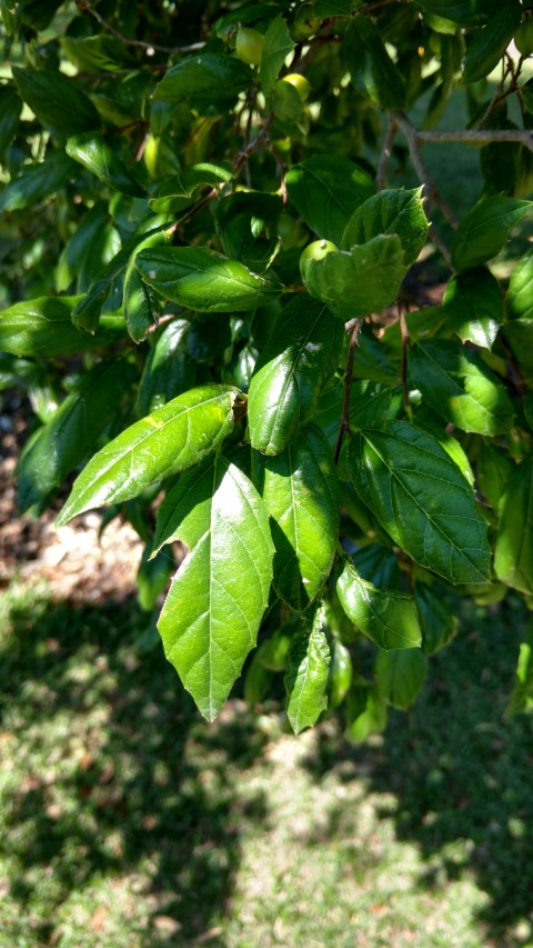 Apanathe philippinensis plantplacesimage20170107_141401.jpg