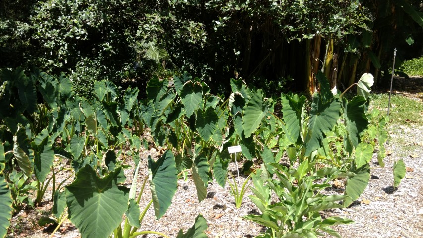 Alocasia monticola plantplacesimage20170107_141831.jpg