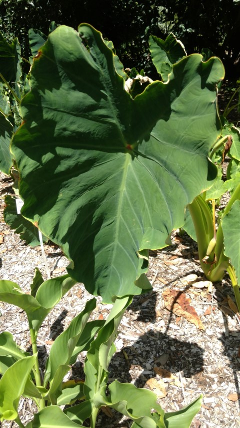 Alocasia monticola plantplacesimage20170107_141842.jpg