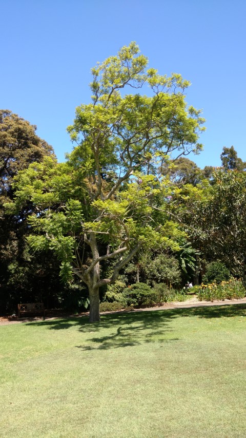 Jacaranda mimosifolia plantplacesimage20170107_141957.jpg