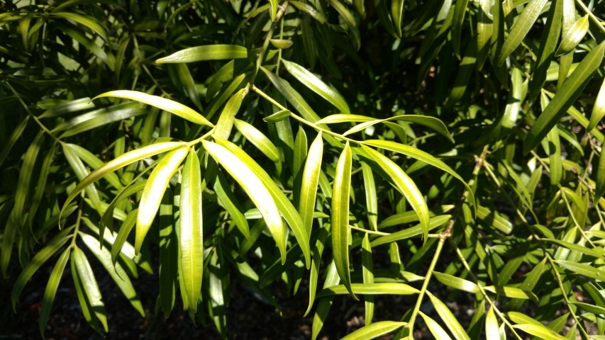 Sundacarpus amarus plantplacesimage20170107_142105.jpg