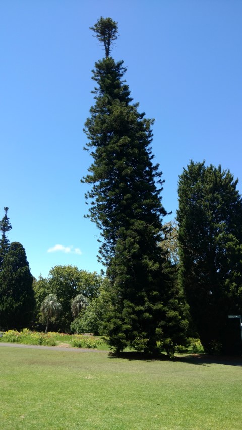 Araucaria cunninghamii plantplacesimage20170107_142149.jpg