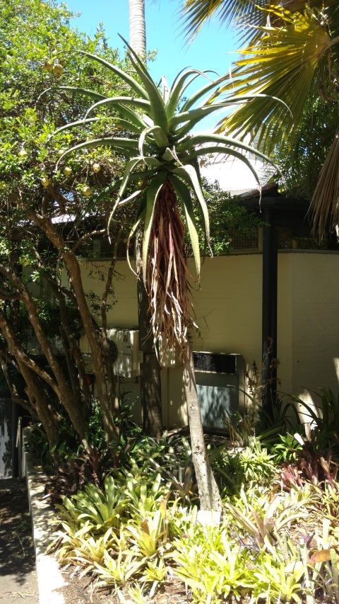 Aloe excelsa plantplacesimage20170107_143135.jpg