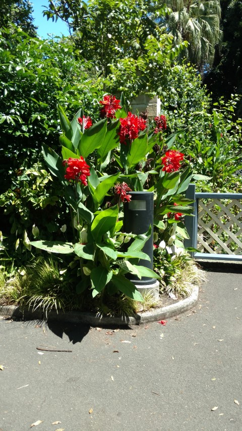 Canna  plantplacesimage20170107_143415.jpg