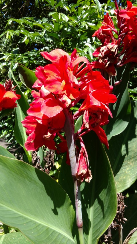 Canna  plantplacesimage20170107_143431.jpg