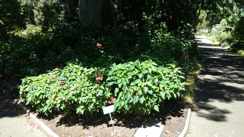 Euphorbia pulcherrima plantplacesimage20170107_143648.jpg