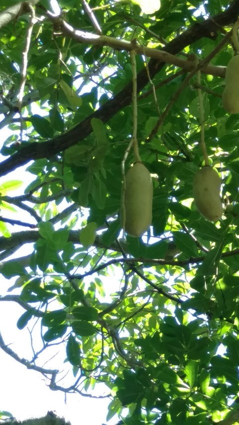 Kigelia pinnata plantplacesimage20170107_143732.jpg