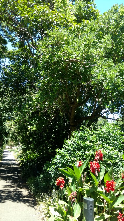 Kigelia pinnata plantplacesimage20170107_143754.jpg