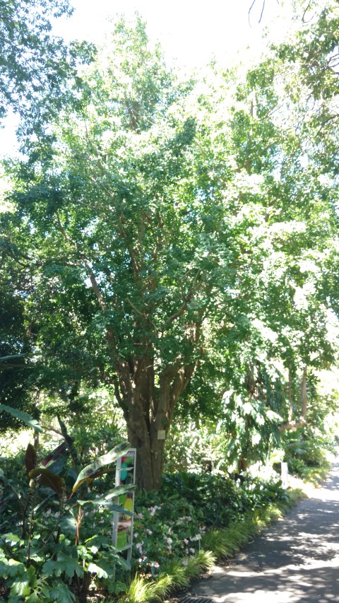 Ginkgo biloba plantplacesimage20170107_143946.jpg