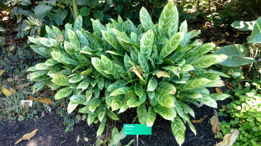 Aglaonema  plantplacesimage20170107_144351.jpg