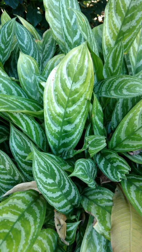 Aglaonema  plantplacesimage20170107_144407.jpg