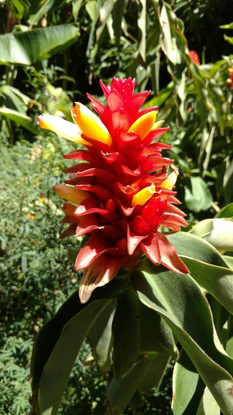 Costus comosus x productus plantplacesimage20170107_144713.jpg