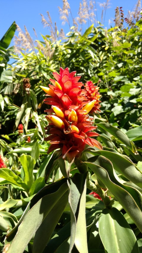 Costus comosus x productus plantplacesimage20170107_144727.jpg