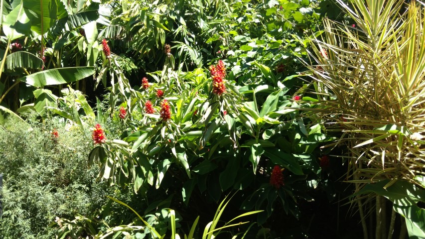 Costus comosus x productus plantplacesimage20170107_144740.jpg