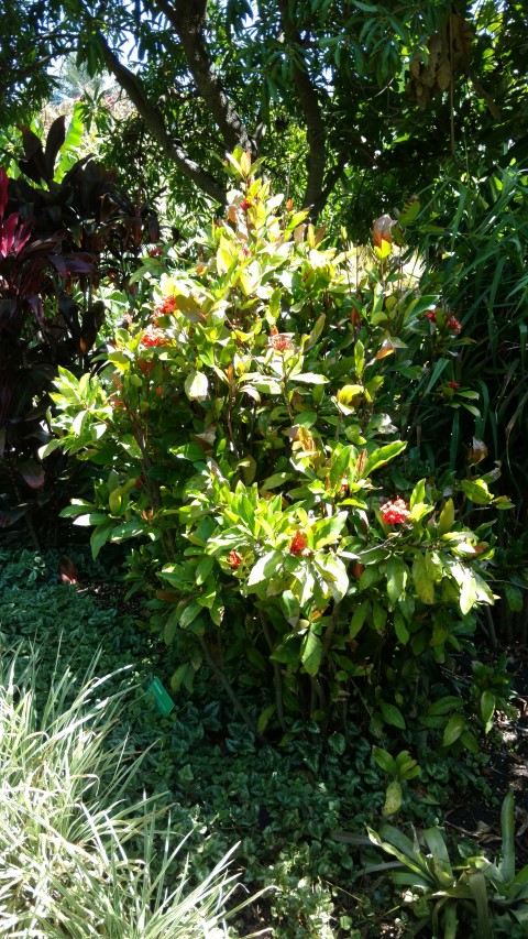 Ixora chinensis plantplacesimage20170107_145043.jpg