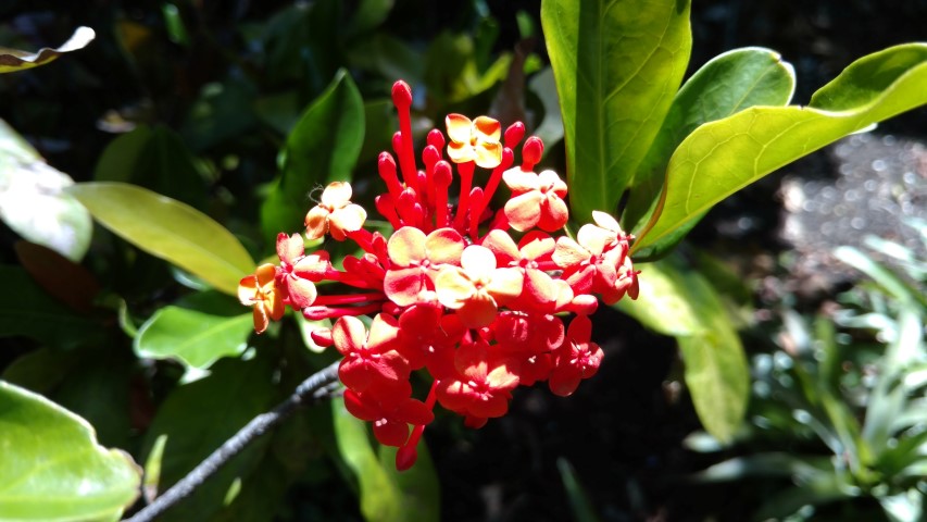 Ixora chinensis plantplacesimage20170107_145057.jpg