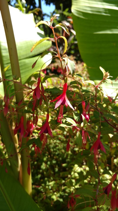 Fuchsia magellanica plantplacesimage20170107_145208.jpg