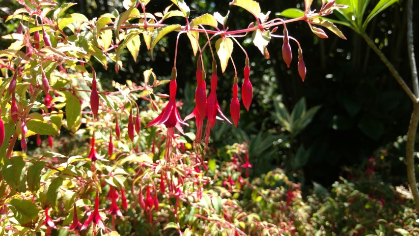 Fuchsia magellanica plantplacesimage20170107_145303.jpg