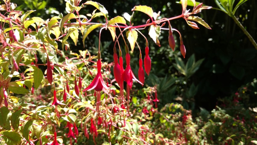 Fuchsia magellanica plantplacesimage20170107_145321.jpg