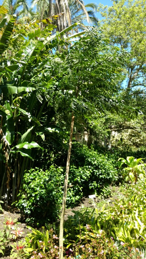 Jacaranda caroba plantplacesimage20170107_145443.jpg