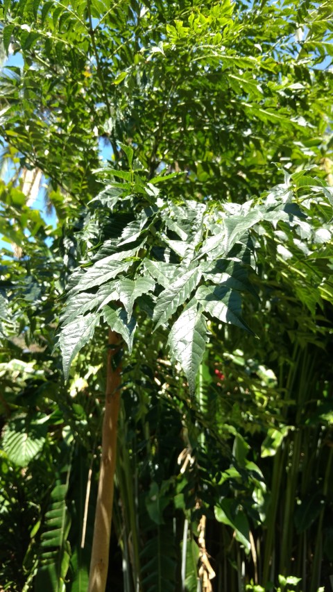 Jacaranda caroba plantplacesimage20170107_145501.jpg