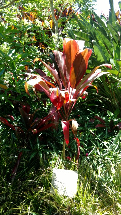 Cordyline fruiticosa plantplacesimage20170107_145741.jpg