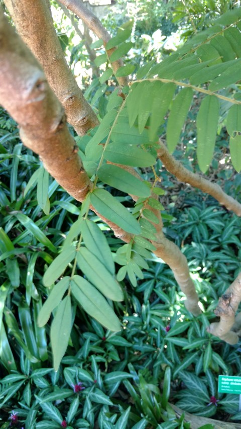 Sophora velutina plantplacesimage20170107_150437.jpg