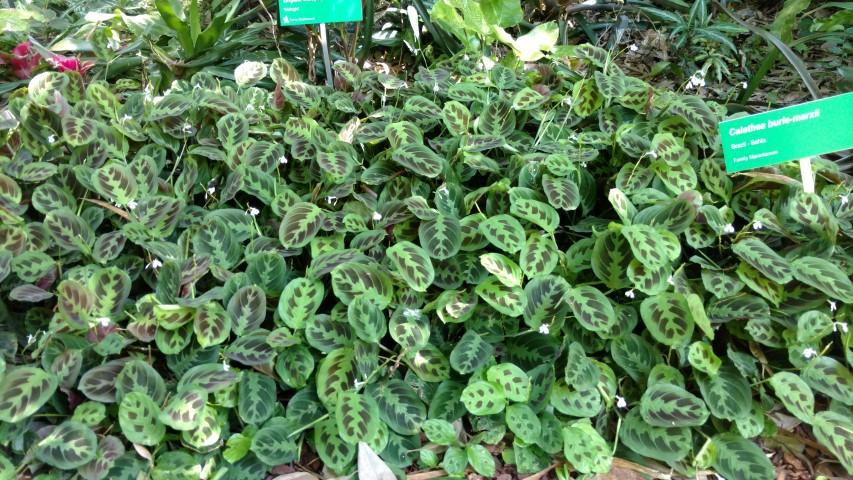 Calathea burle-marxii plantplacesimage20170107_150726.jpg