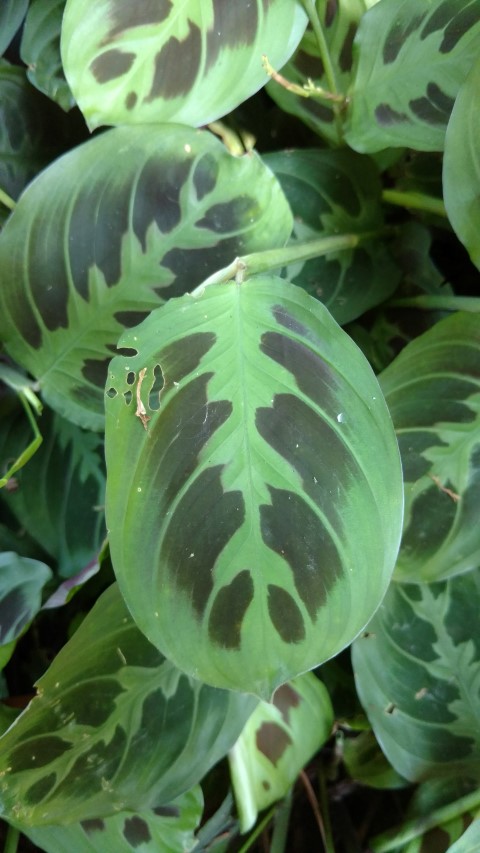 Calathea burle-marxii plantplacesimage20170107_150742.jpg