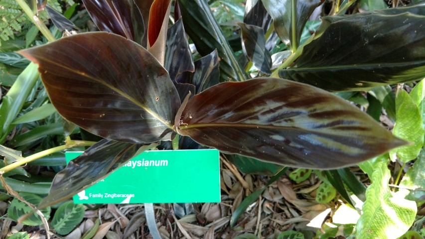 Zingiber malaysianum plantplacesimage20170107_151011.jpg