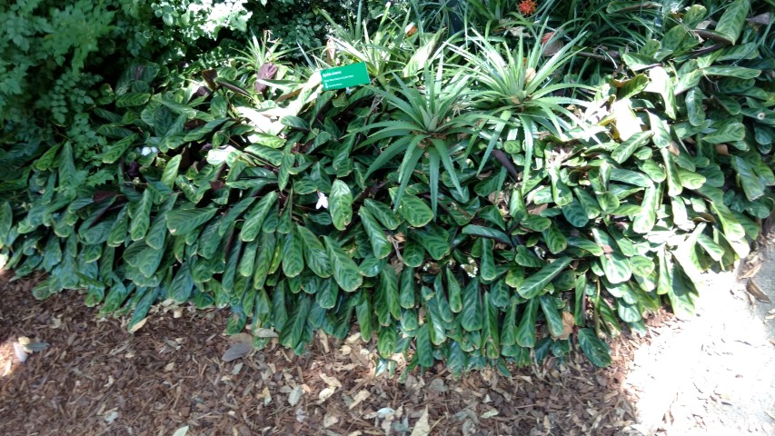 Dyckia cineria plantplacesimage20170107_151255.jpg