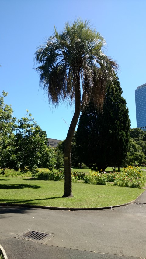 Butia capitata plantplacesimage20170107_151737.jpg