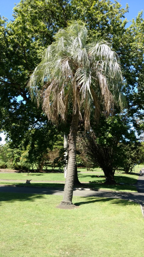 Butia capitata plantplacesimage20170107_151807.jpg