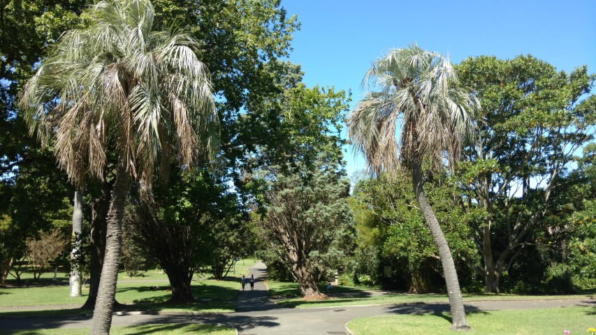 Butia capitata plantplacesimage20170107_151819.jpg