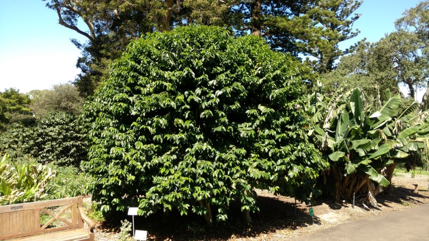 Coffea arabica plantplacesimage20170107_152030.jpg