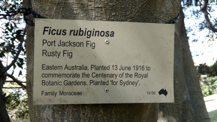 Ficus rubiginosa plantplacesimage20170108_095531.jpg
