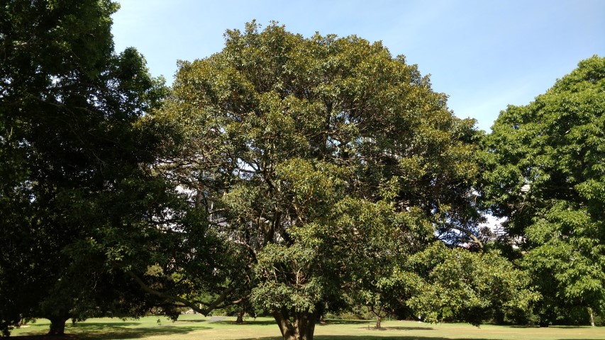 Ficus rubiginosa plantplacesimage20170108_095552.jpg