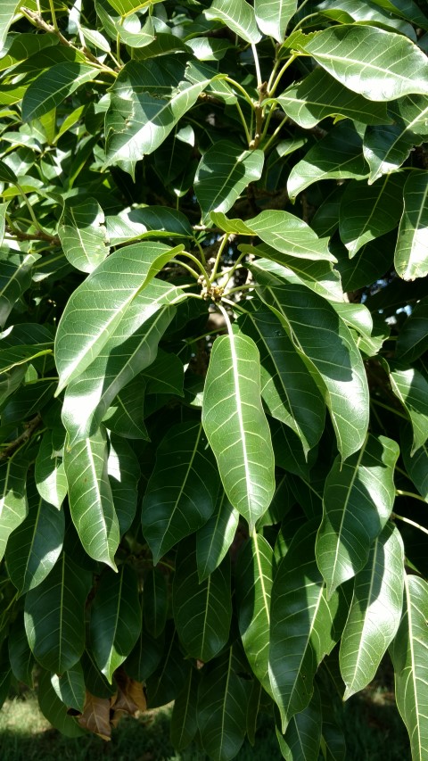 Ficus virens plantplacesimage20170108_095731.jpg