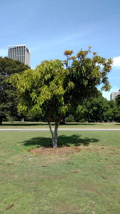 Ficus vogelii plantplacesimage20170108_095917.jpg