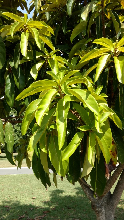 Ficus vogelii plantplacesimage20170108_095935.jpg