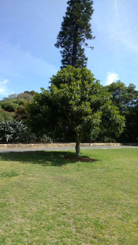 Ficus watkinsia plantplacesimage20170108_100211.jpg