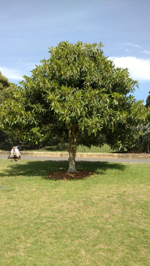 Ficus watkinsia plantplacesimage20170108_100241.jpg