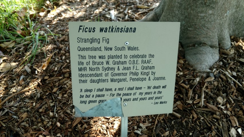 Ficus watkinsia plantplacesimage20170108_100317.jpg