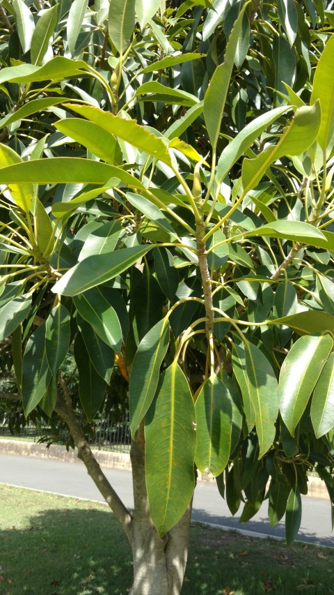 Ficus watkinsia plantplacesimage20170108_100331.jpg