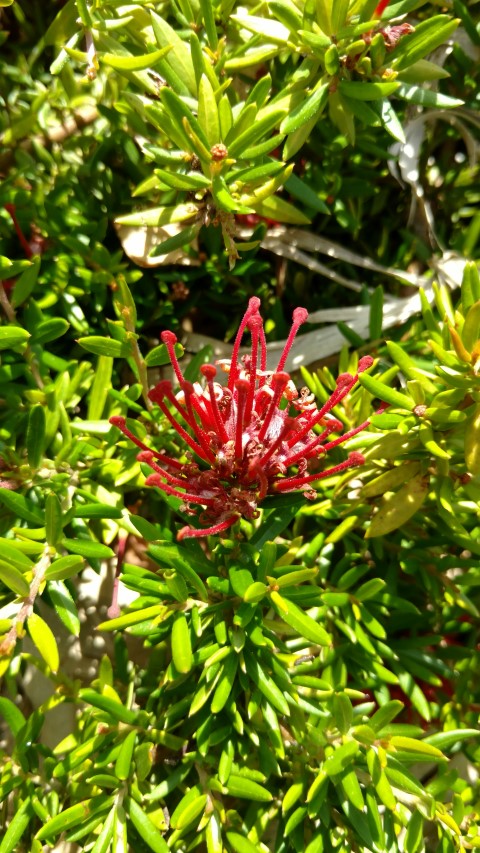 Grevillea  plantplacesimage20170108_100432.jpg