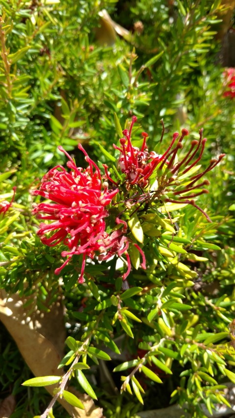 Grevillea  plantplacesimage20170108_100450.jpg