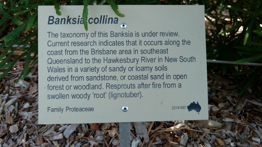 Banksia collina plantplacesimage20170108_100551.jpg
