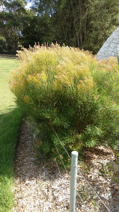 Banksia collina plantplacesimage20170108_100605.jpg